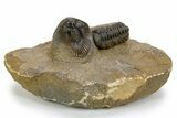 Scabriscutellum Trilobite With Morocops - Multi-Toned Shell #301767-1